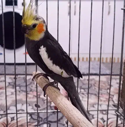 عروس هلندی مولد مطمئن|پرنده|شهریار, حصار ساتی|دیوار