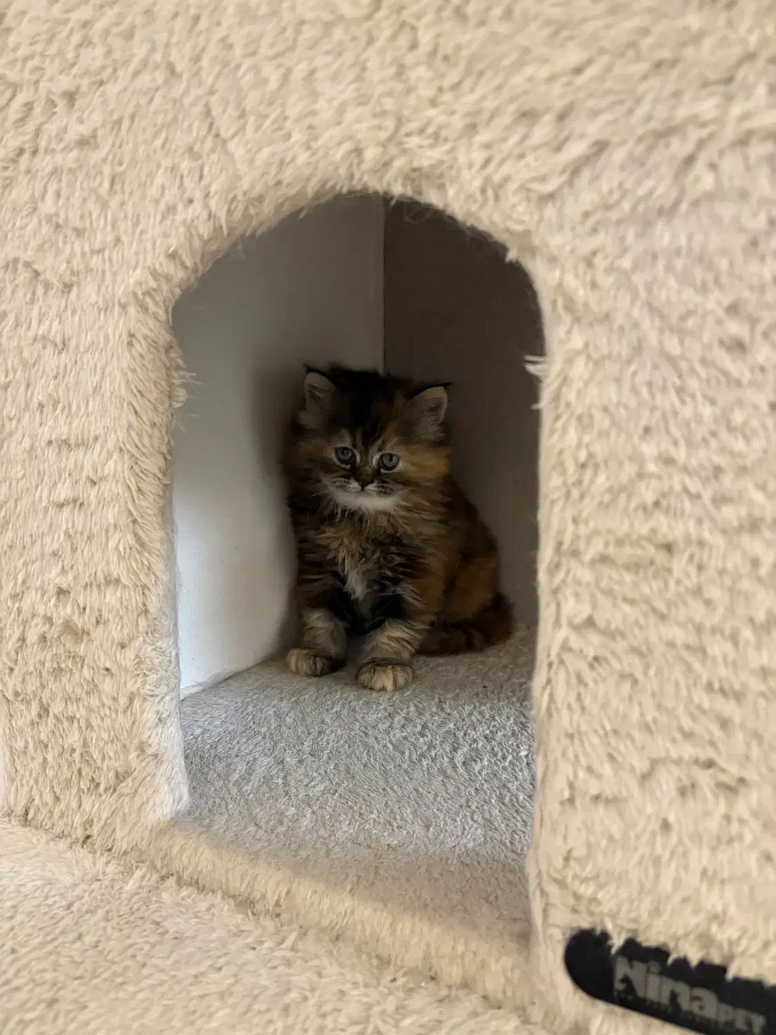 گربه بریتیش لانگ|گربه|تهران, نیاوران|دیوار