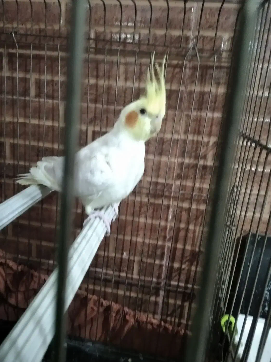 عروس هلندی|پرنده|خرمشهر, |دیوار