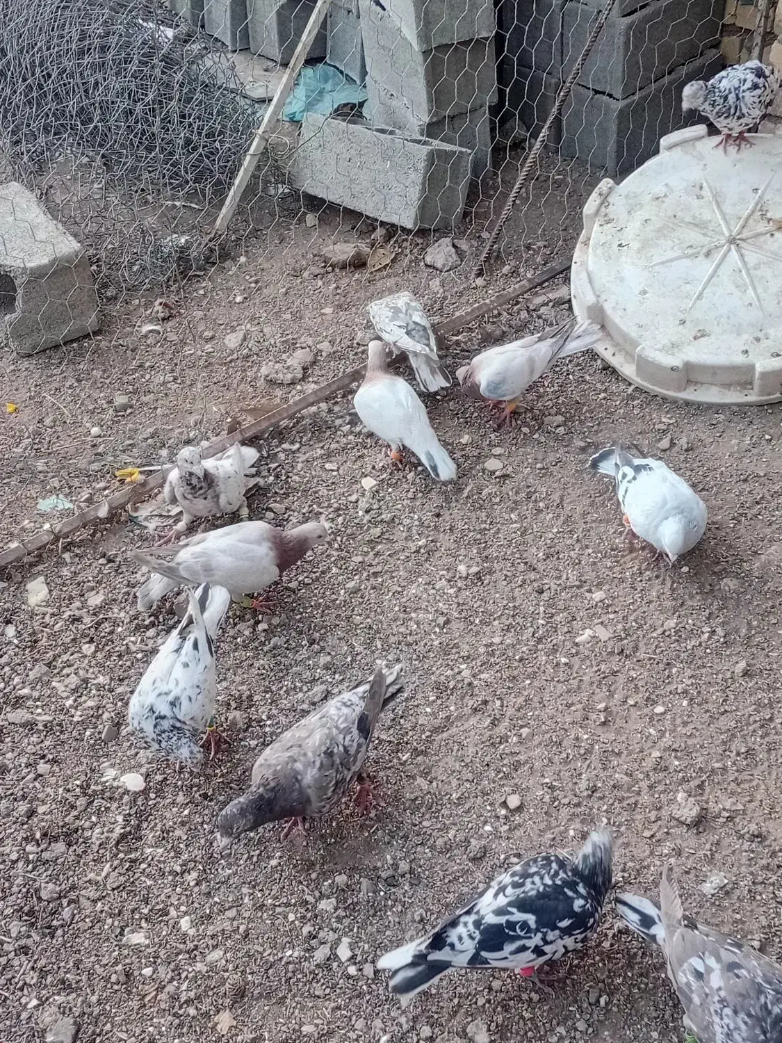 کبوتر|پرنده|محمدیه-قزوین, |دیوار