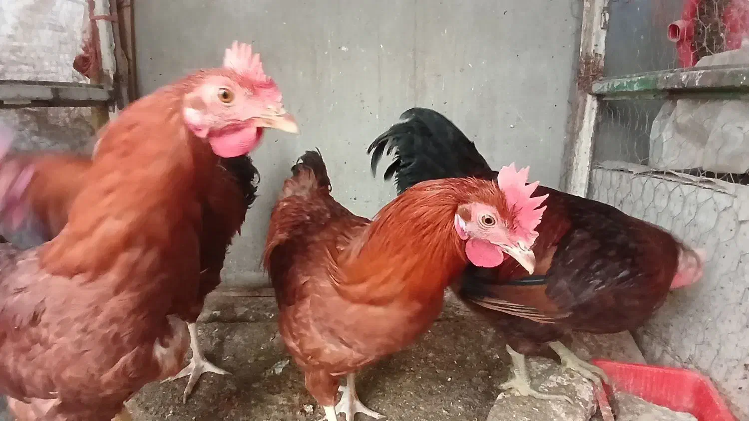 خروس محلی|حیوانات مزرعه|هشتگرد, هشتگرد قدیم|دیوار