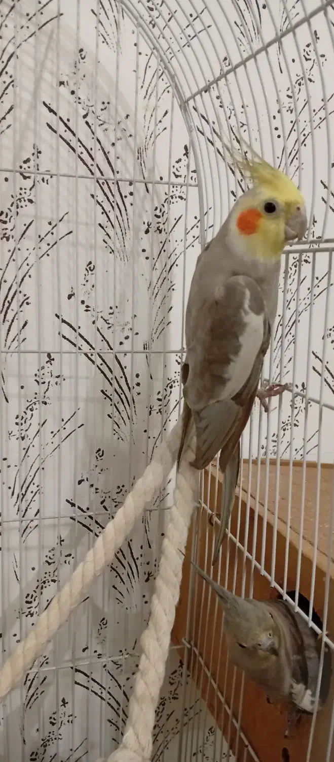 فروش عروس هلندی|پرنده|شاهین‌شهر, گزبرخوار|دیوار