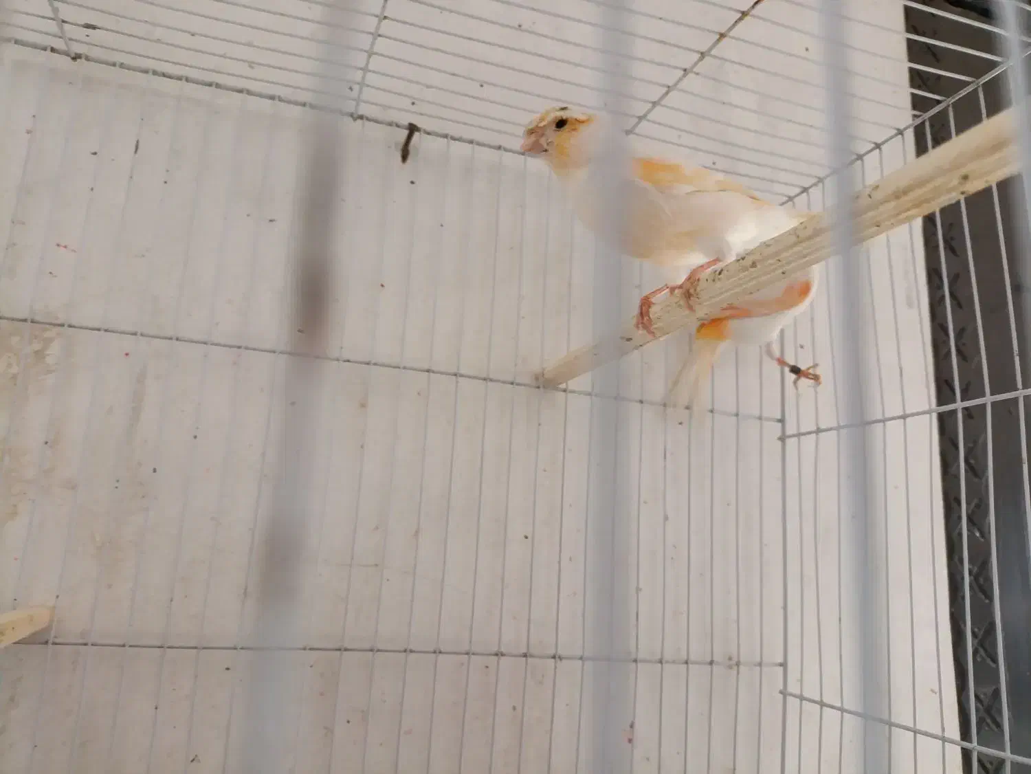 یک جفت قناری موزاییکی|پرنده|فردیس, فردیس|دیوار