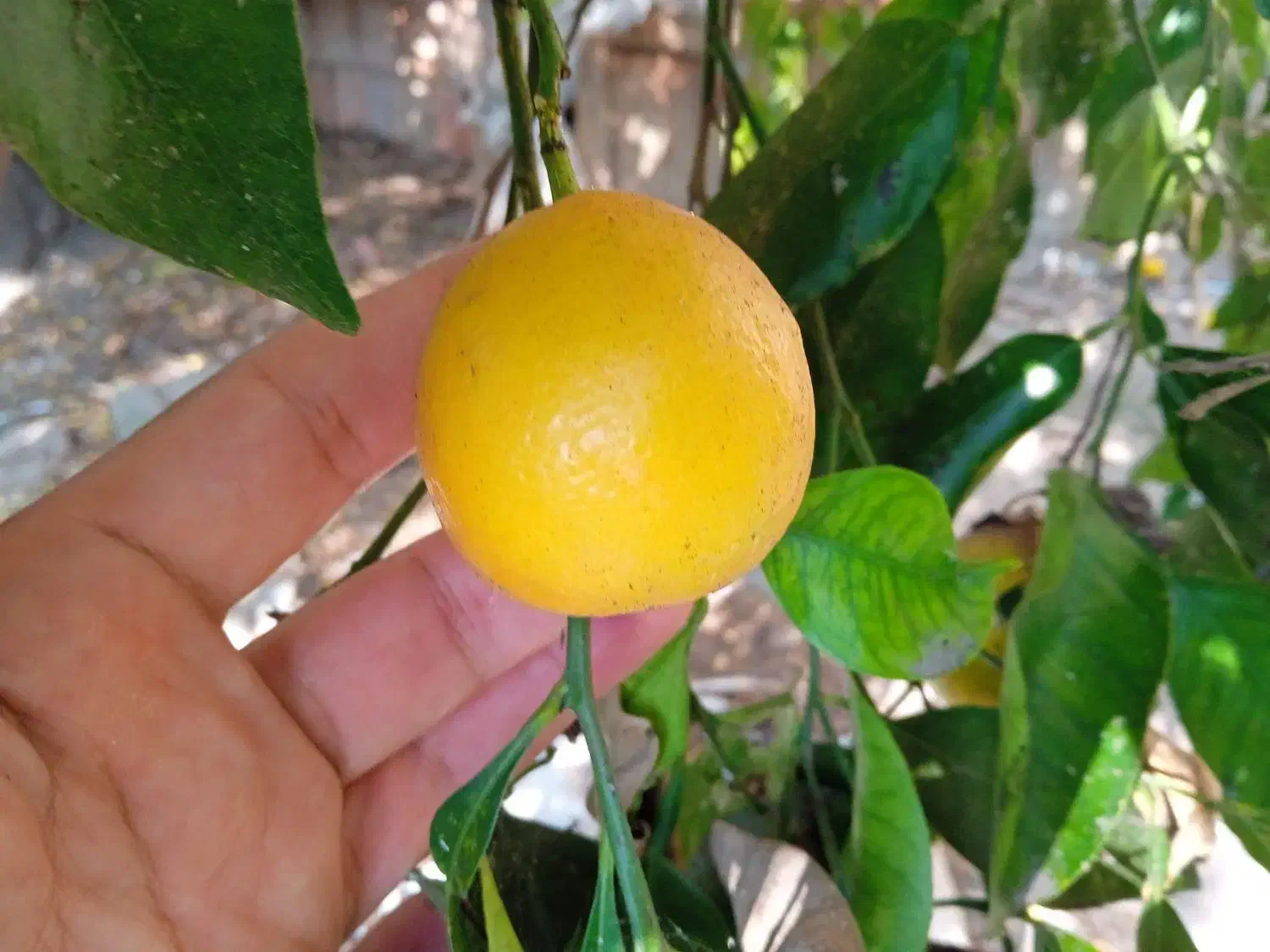 نارنج سردرختی|عمده‌فروشی|ساری, |دیوار