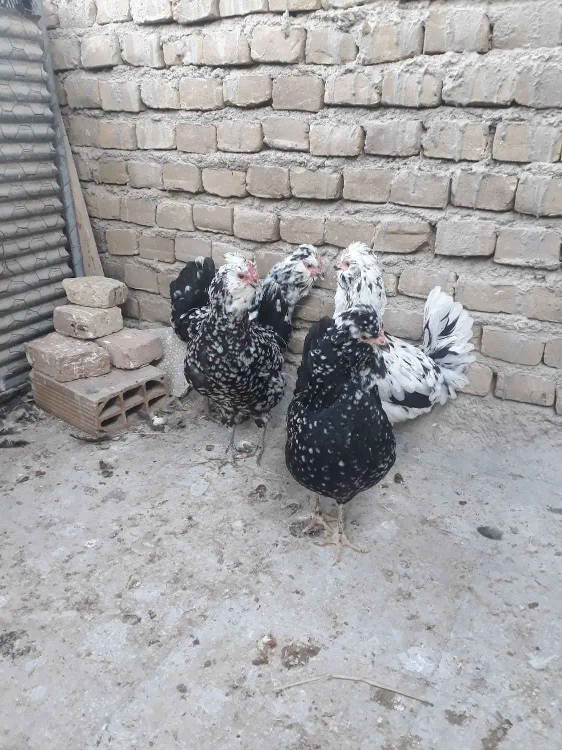 تخم مرغ گلین|حیوانات مزرعه|سبزوار, هویزه|دیوار