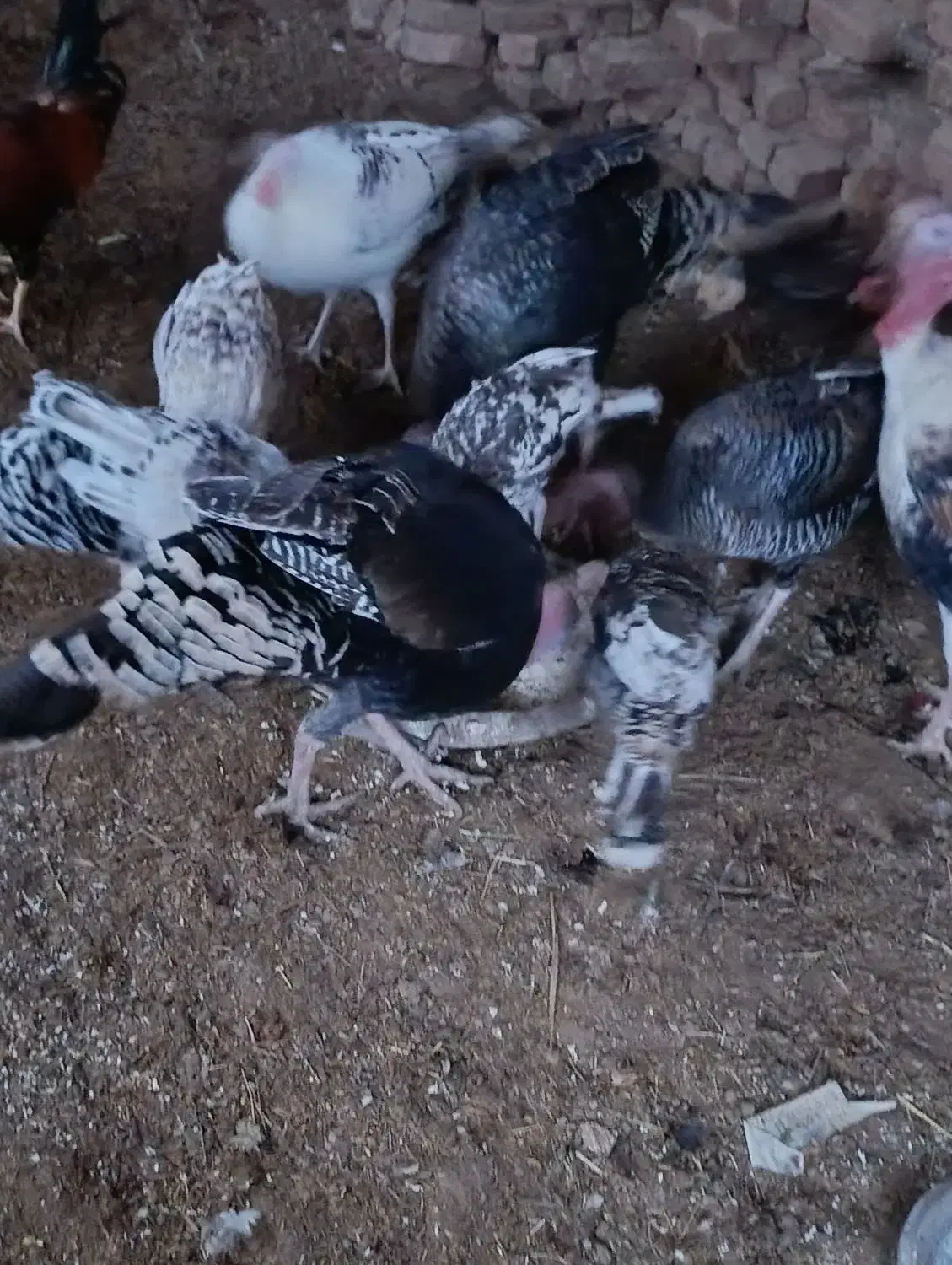 بوقلمون زیر مرغی|حیوانات مزرعه|بم, |دیوار