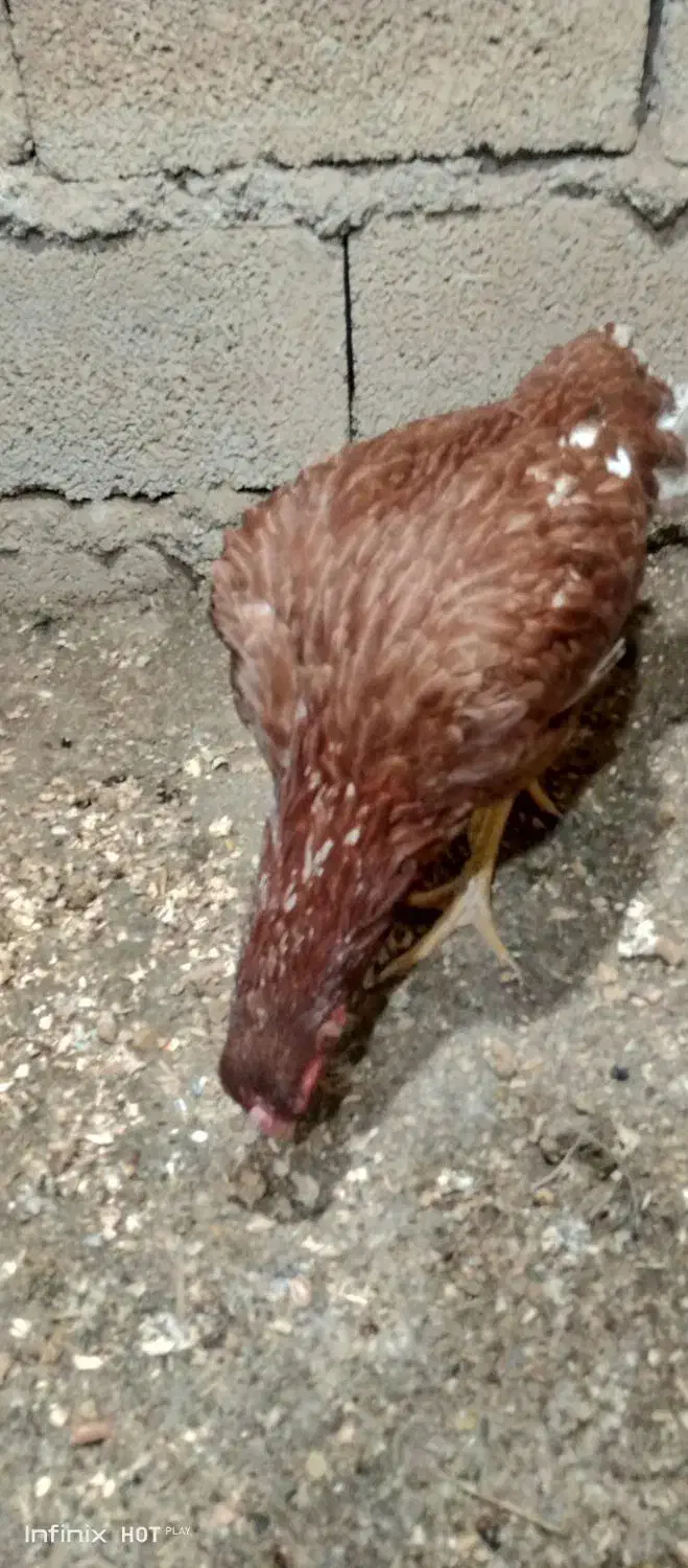 مرغ کرچ لاری دوروزه خوابیده|حیوانات مزرعه|جوانرود, |دیوار