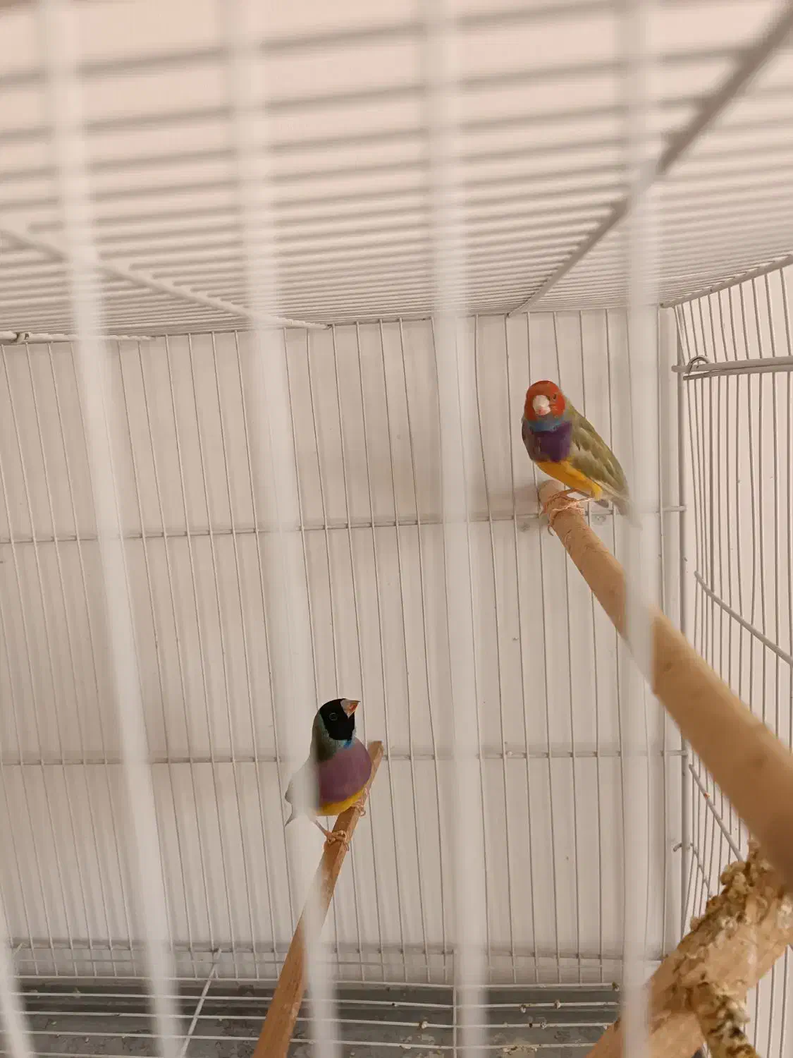 فنچ گلدین|پرنده|سبزوار, همت|دیوار