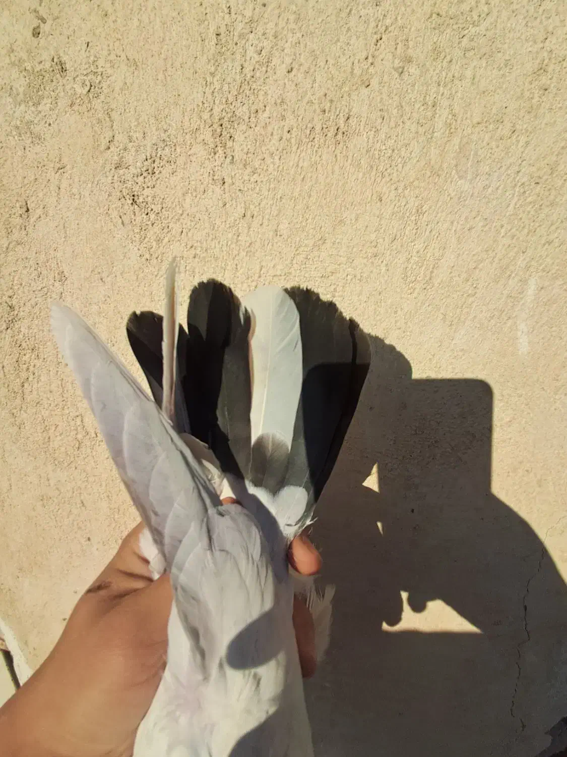 جوجه کبوتر ۱پری|پرنده|فردیس, شهرک ۱۱۰|دیوار