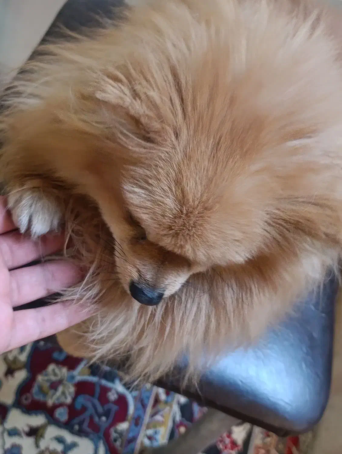 پامر خرسی|سگ|اصفهان, ناصرخسرو|دیوار