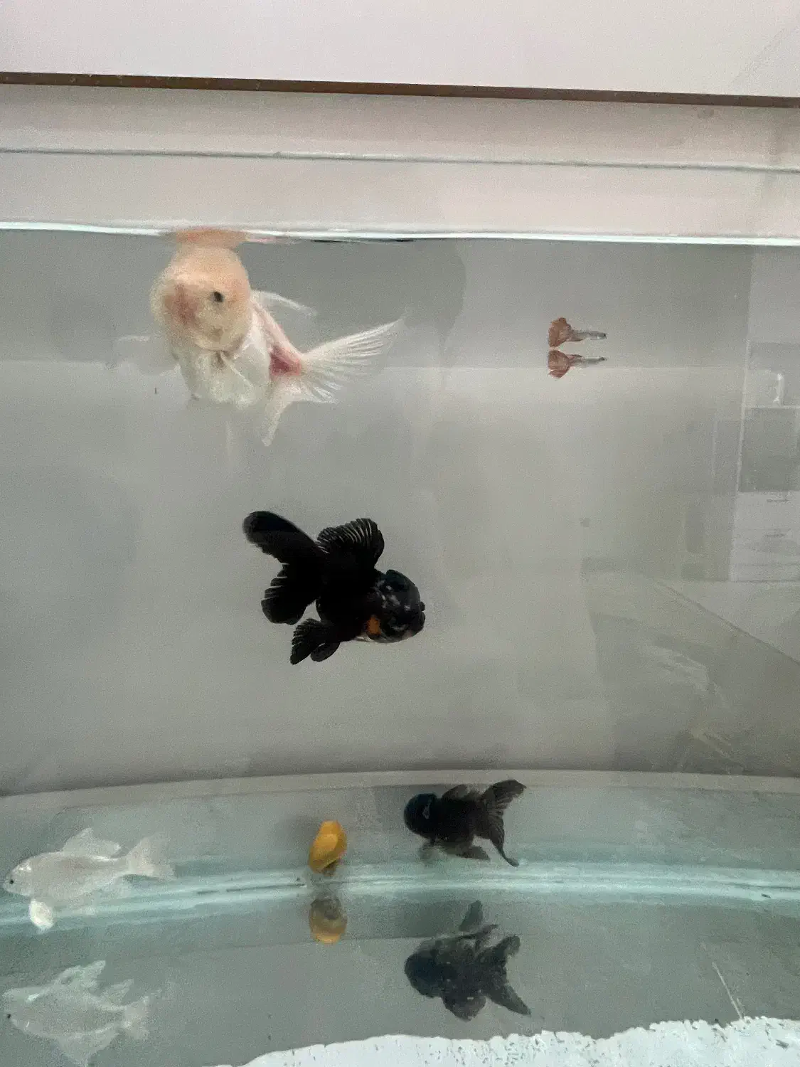 ماهی قیکت مناسب|ماهی|ری, دیلمان|دیوار