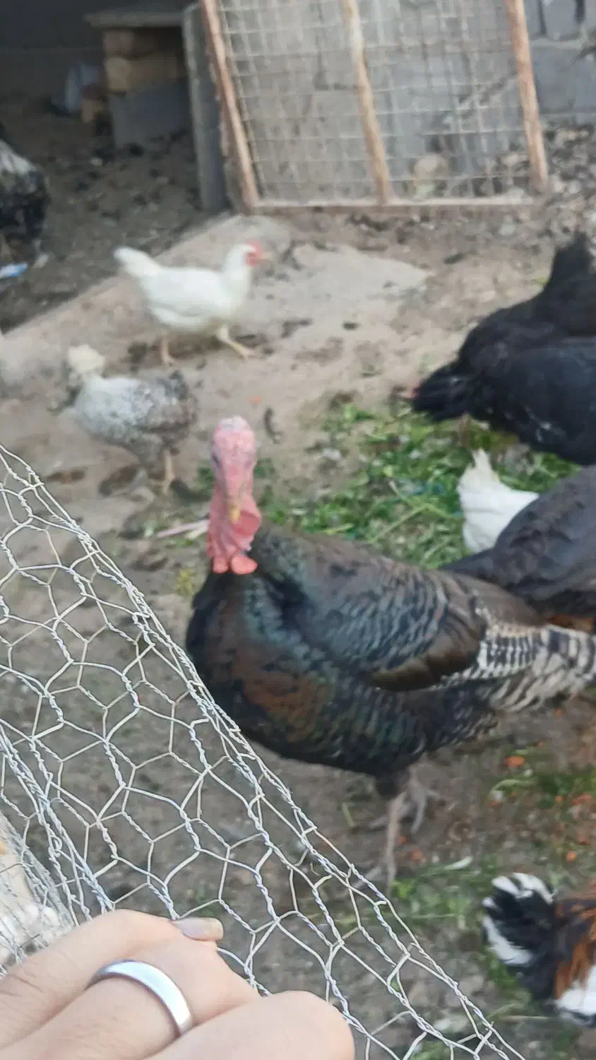 بقلمو|حیوانات مزرعه|قم, تولید دارو و یخچال|دیوار