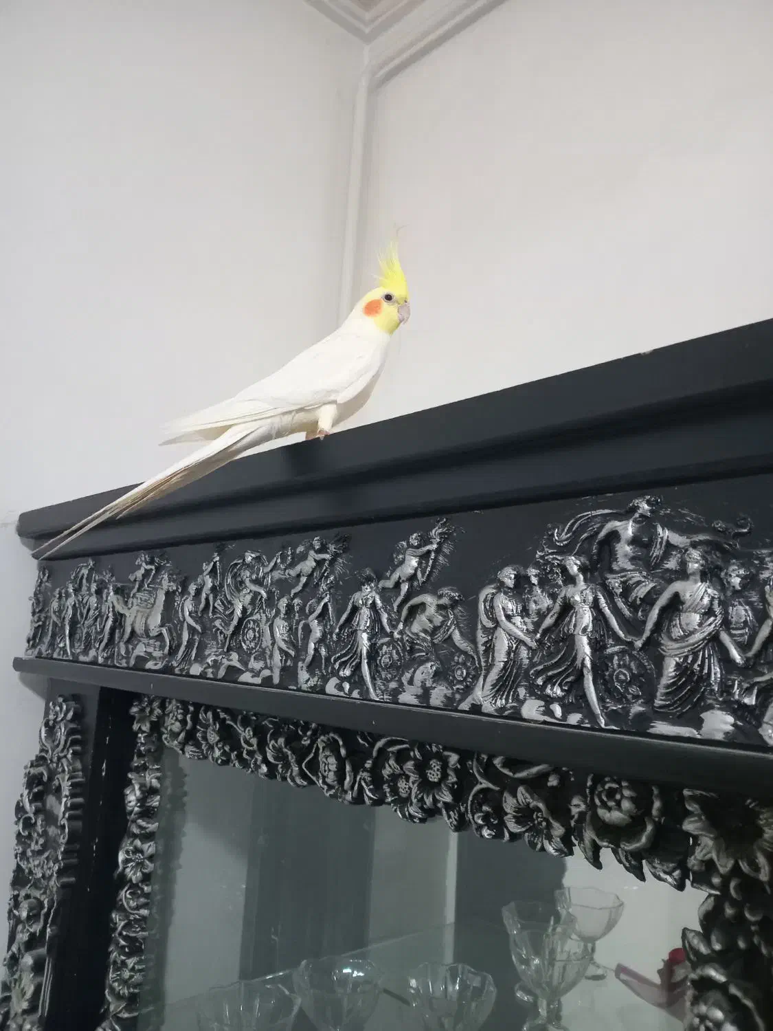 عروس هلندی|پرنده|تبریز, |دیوار