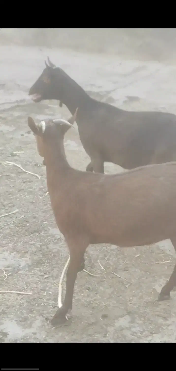 بز های سانن الپاین ماده|حیوانات مزرعه|خسروشاه, |دیوار