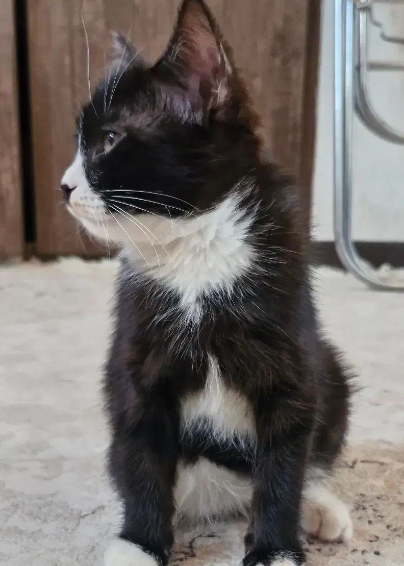 واگذاری توله گربه|گربه|اصفهان, بهارستان|دیوار