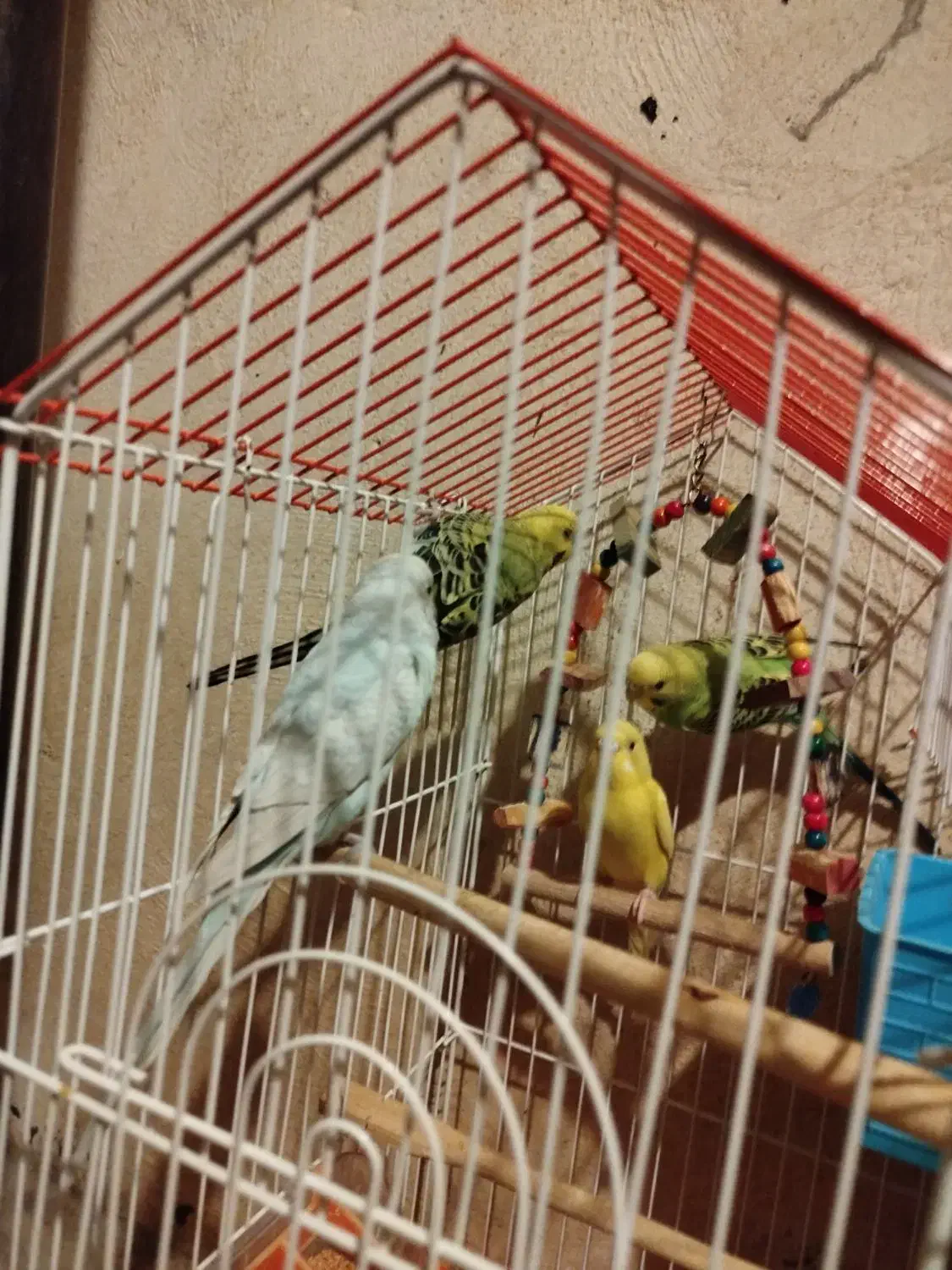 مرغ عشق|پرنده|شیراز, شهرک رضوان|دیوار