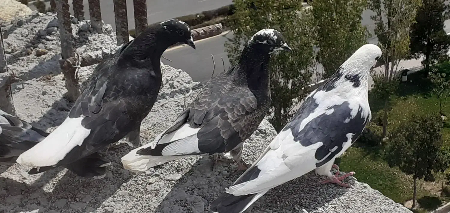 کبوتر پور دم سفید و مرغ عشق|پرنده|شهرکرد, |دیوار