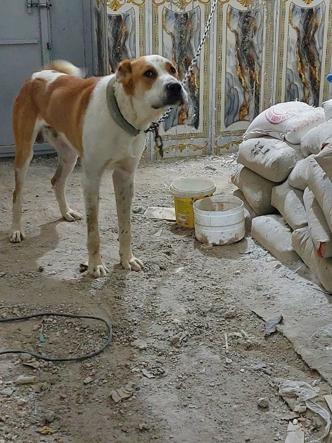 سگ نگهبان|سگ|سراوان, |دیوار