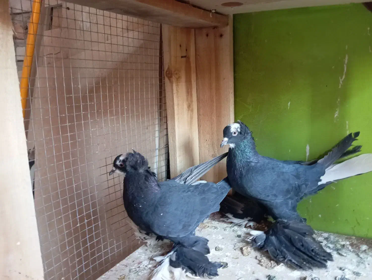 کبوتر|پرنده|تبریز, |دیوار