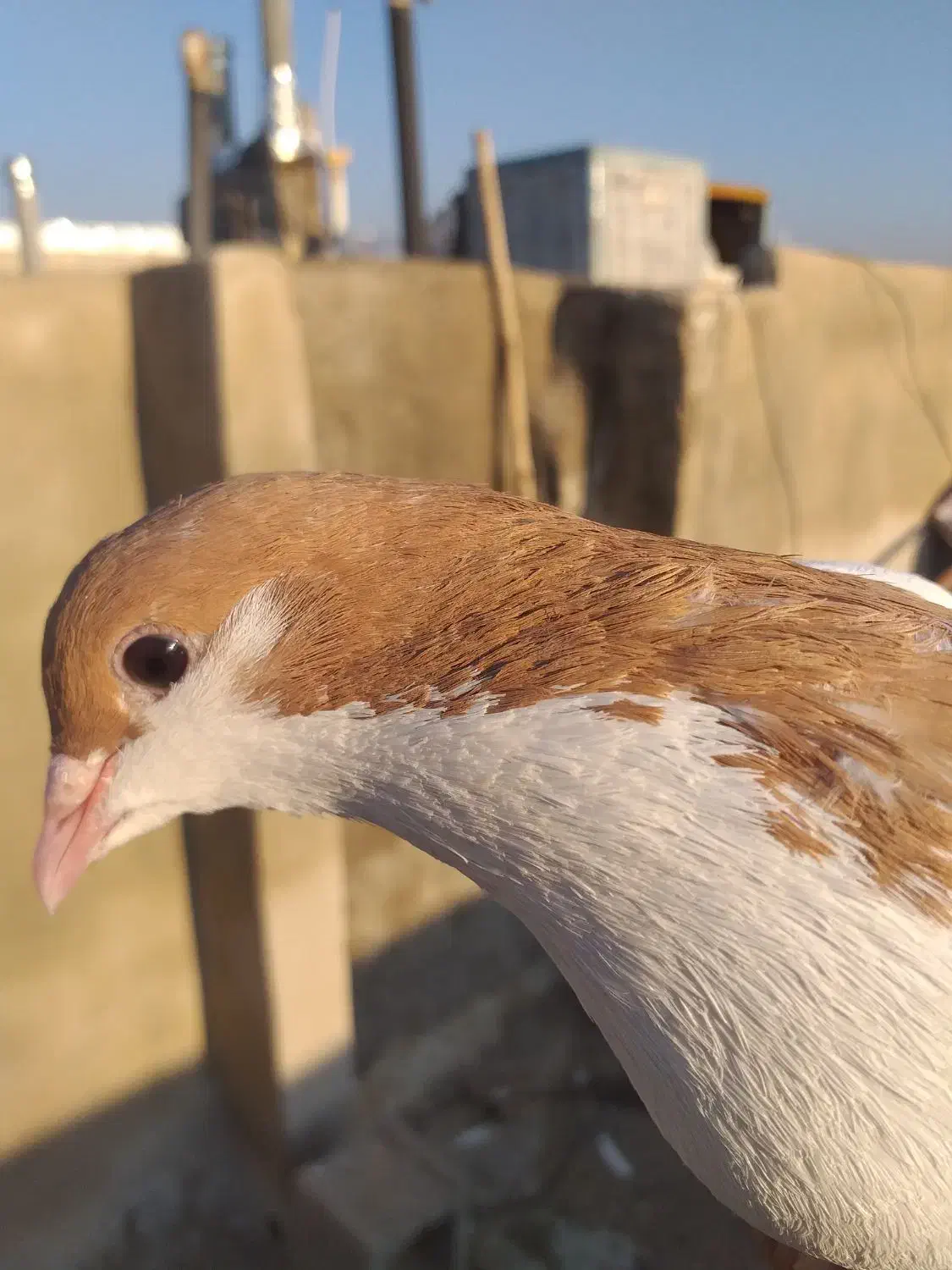 کبوتر|پرنده|جهرم, |دیوار