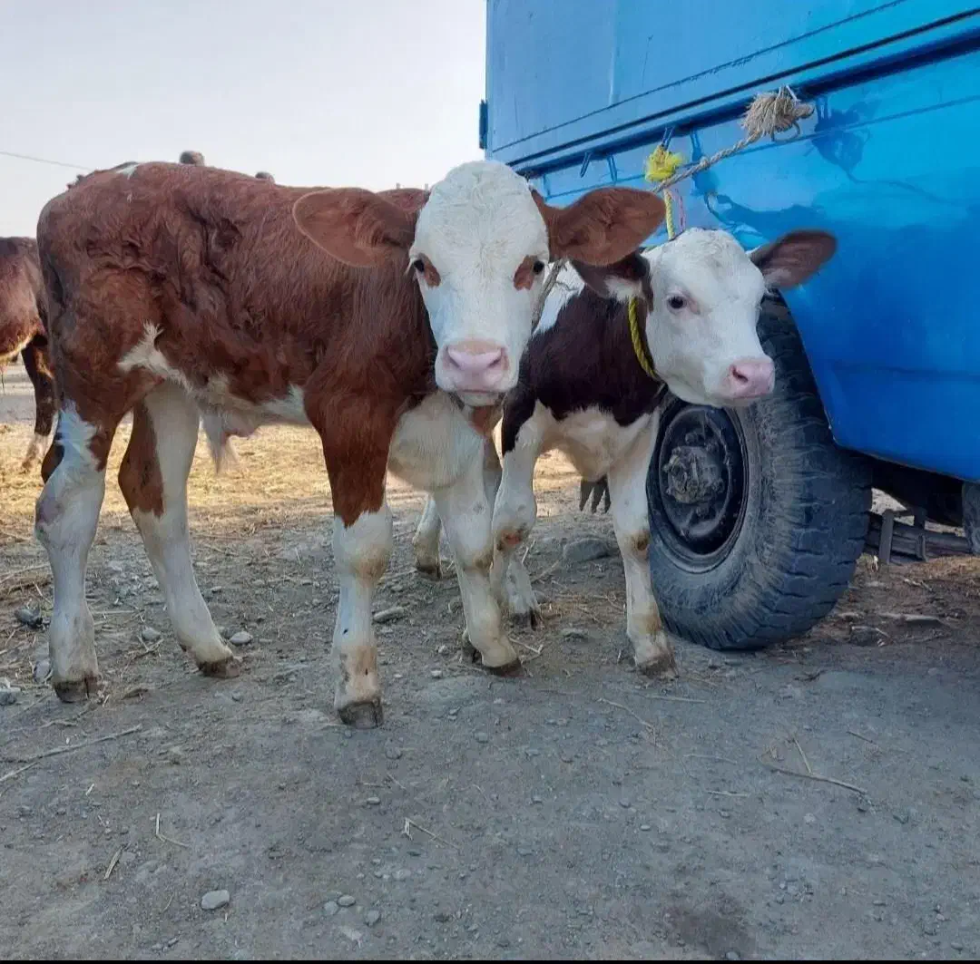 گوساله اصیل ساده|حیوانات مزرعه|قم, صادقی|دیوار