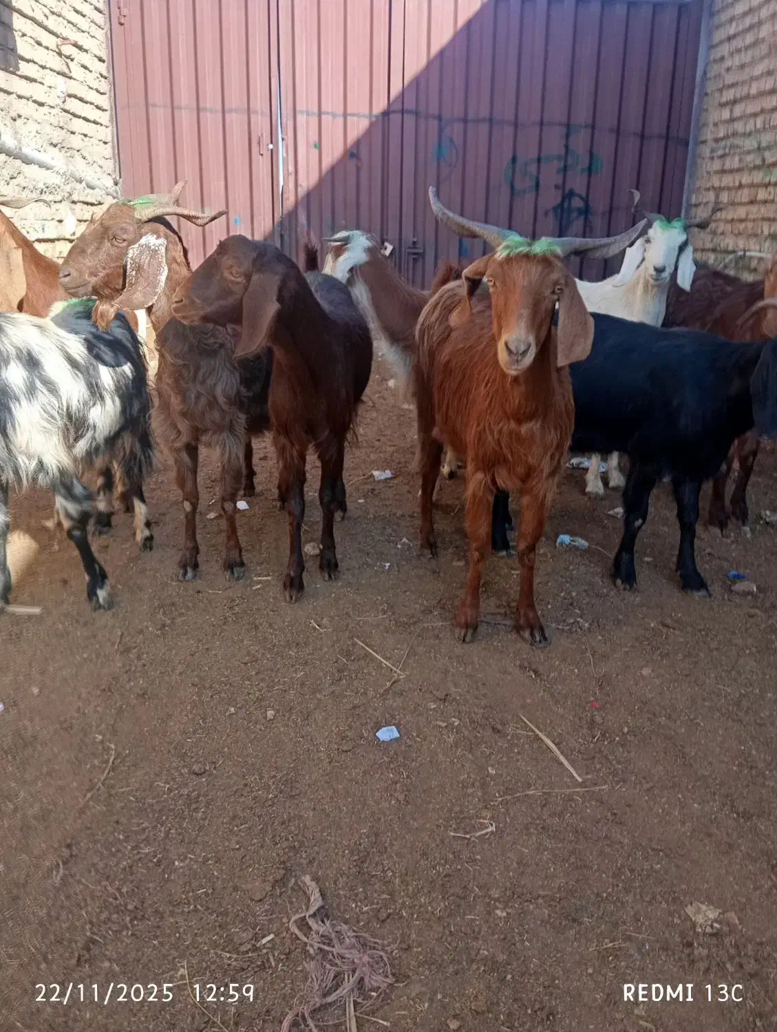 سه راس دقلو|حیوانات مزرعه|گنبد کاووس, |دیوار