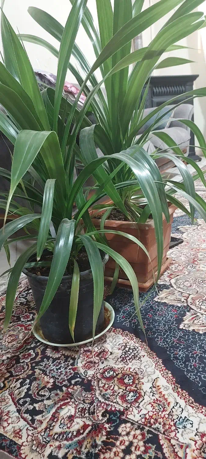 گلهای زیبا گلخونه ای نیستند|گل و گیاه طبیعی|ملارد, |دیوار