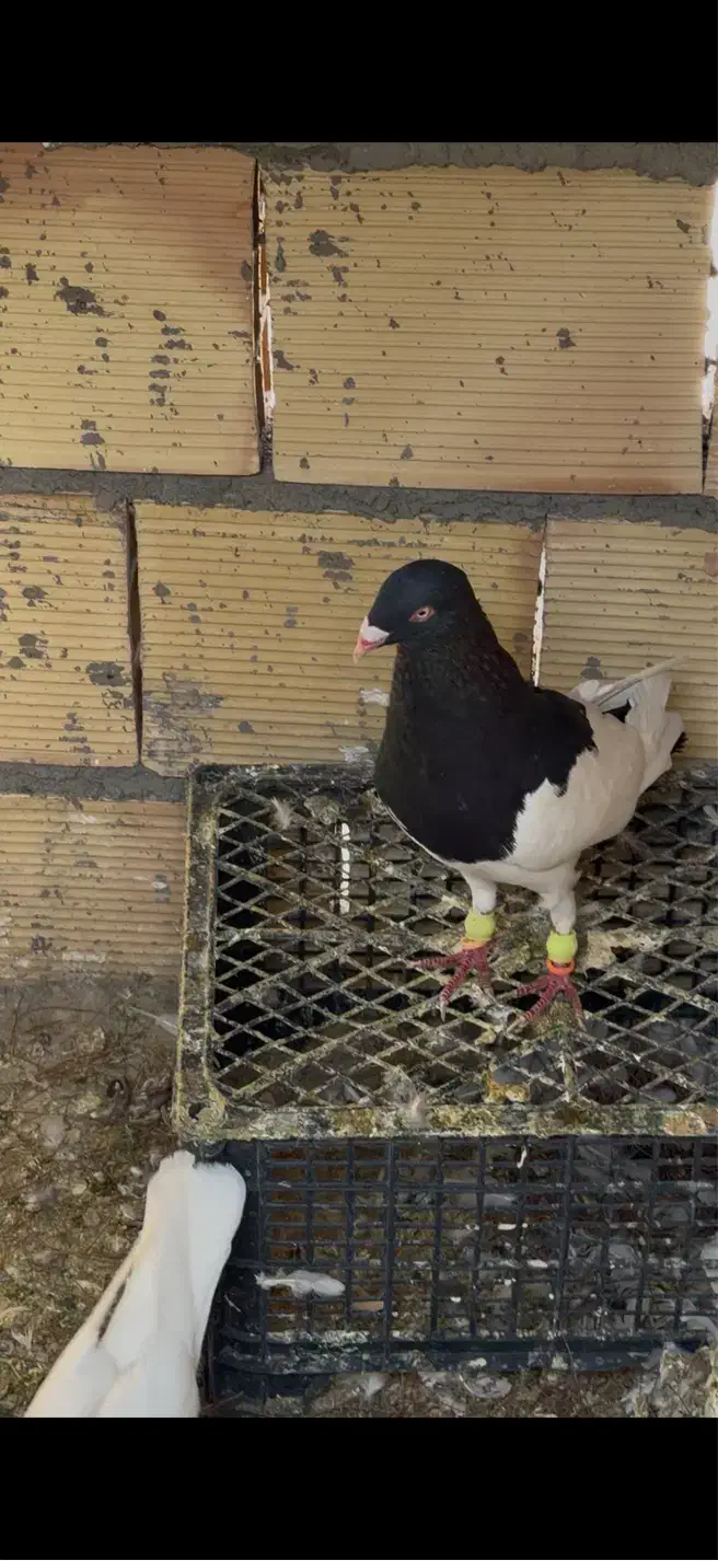 یهودی دنش سیاه واکسی نر|پرنده|سبزوار, دانشگاه آزاد|دیوار