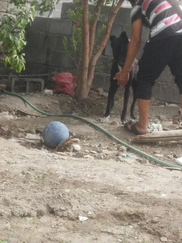 4ملیون|سگ|میناب, |دیوار