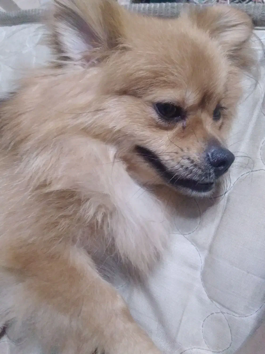 سگ پامرانین ماده|سگ|آمل, |دیوار