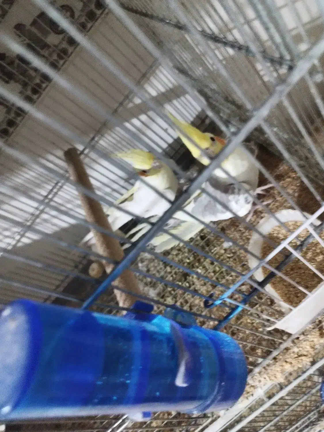 جفت عروس هلندی|پرنده|قزوین, |دیوار