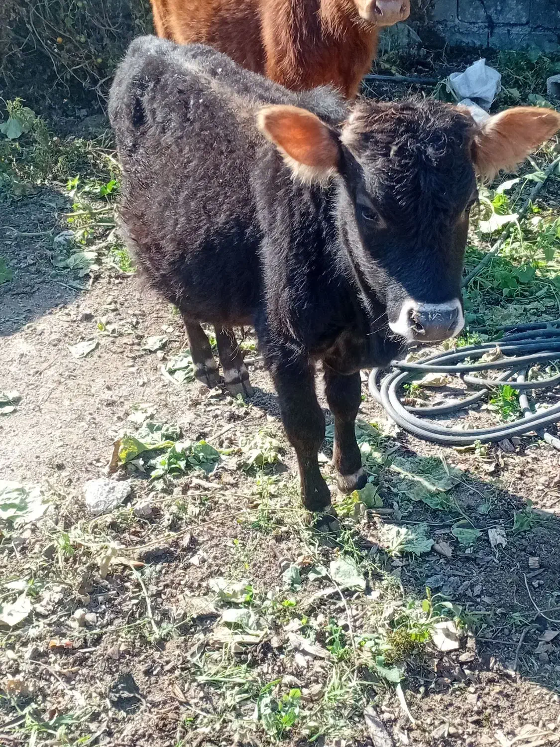 خریدارواقعی تماس بگیرد|حیوانات مزرعه|رامیان, |دیوار