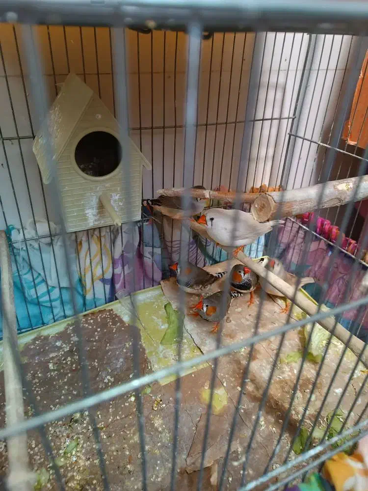 فنچ|پرنده|تهران, صفا|دیوار