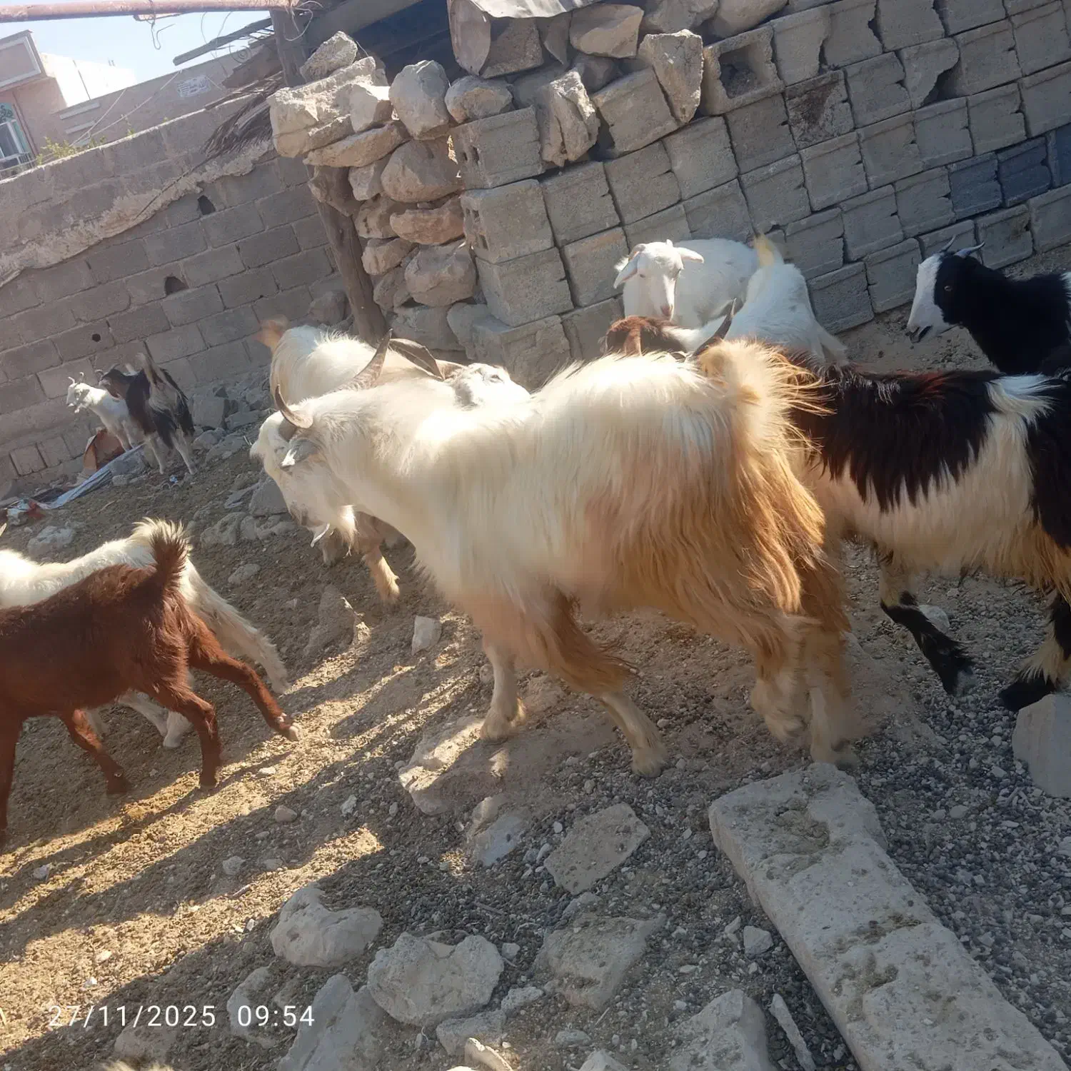 عالی‌درجه‌یک|حیوانات مزرعه|جم, |دیوار