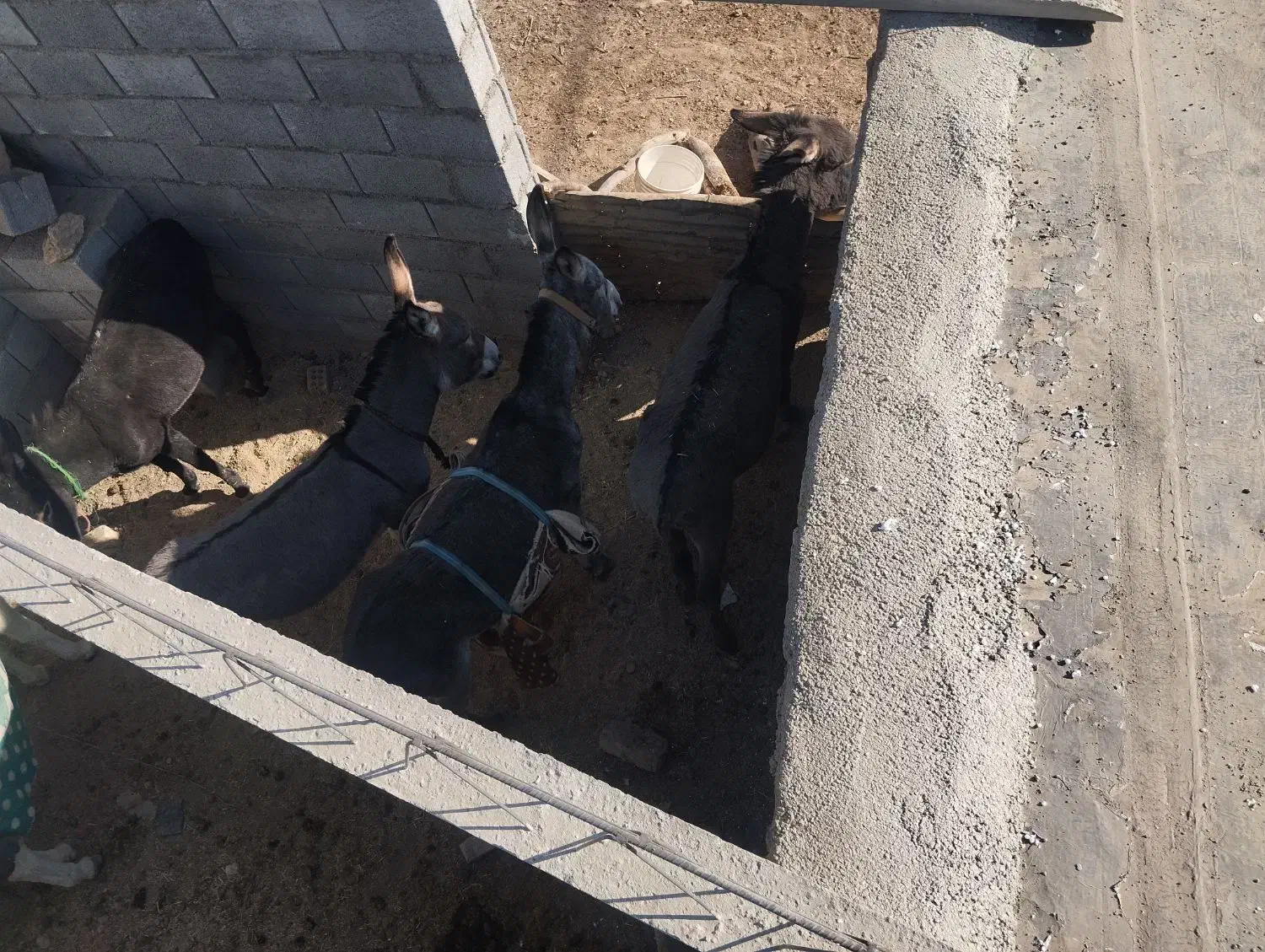 خر گلی سر حال همه هم باری|حیوانات مزرعه|الیگودرز, |دیوار