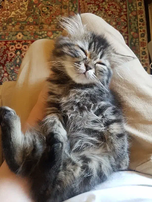 گربه|گربه|گنبد کاووس, |دیوار