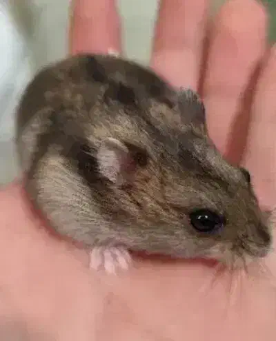 همستر|موش و خرگوش|همدان, |دیوار