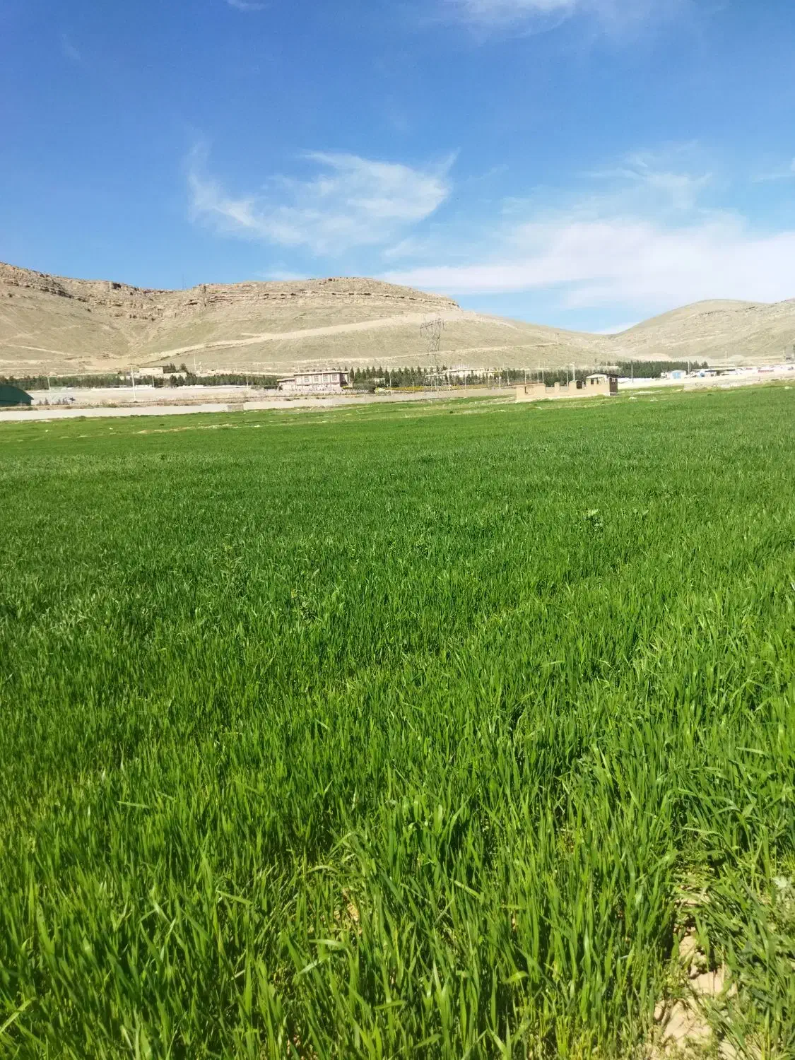 گندم بذری دیم رقم اذر ۲وسرداری|خدمات باغبانی و درختکاری|کرمانشاه, |دیوار