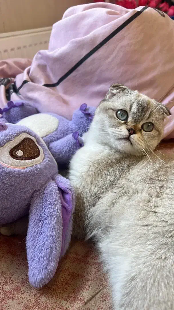 گربه اسکاتی کالر پوینت تبتی|گربه|تبریز, |دیوار