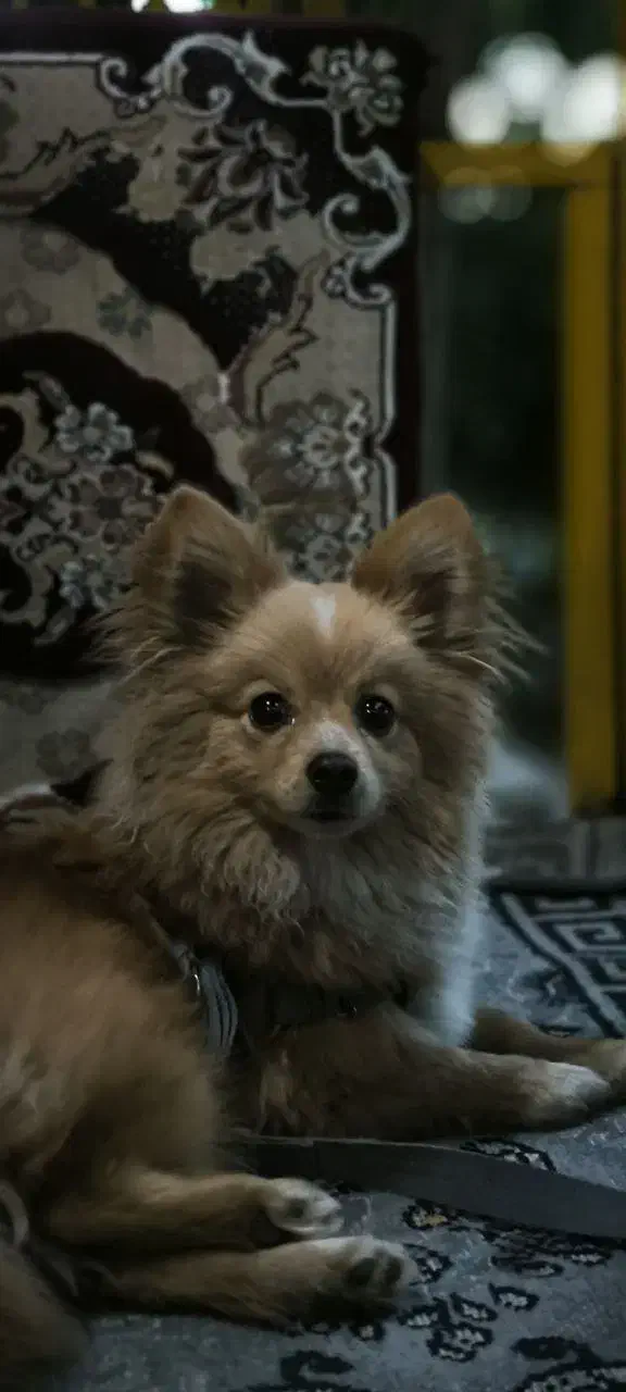 سگ پامر روباهی|سگ|کرمانشاه, |دیوار