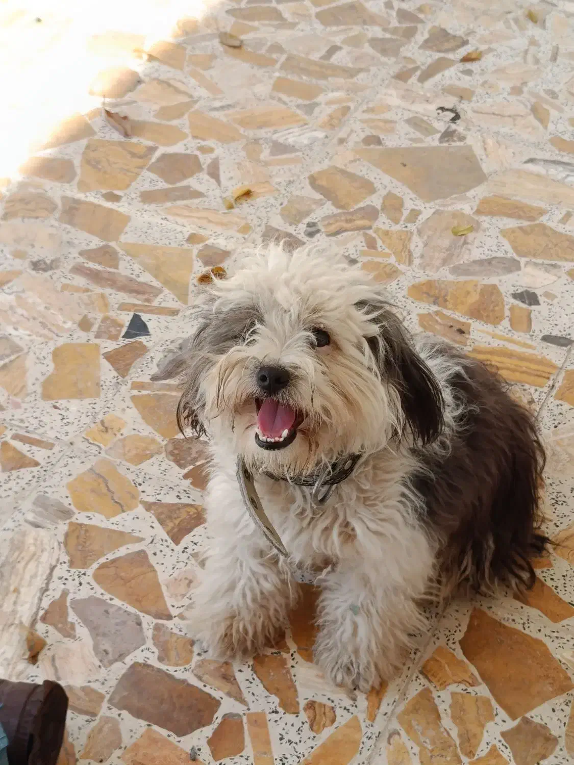 سگ شیتزو|سگ|شهریار, کردزار|دیوار