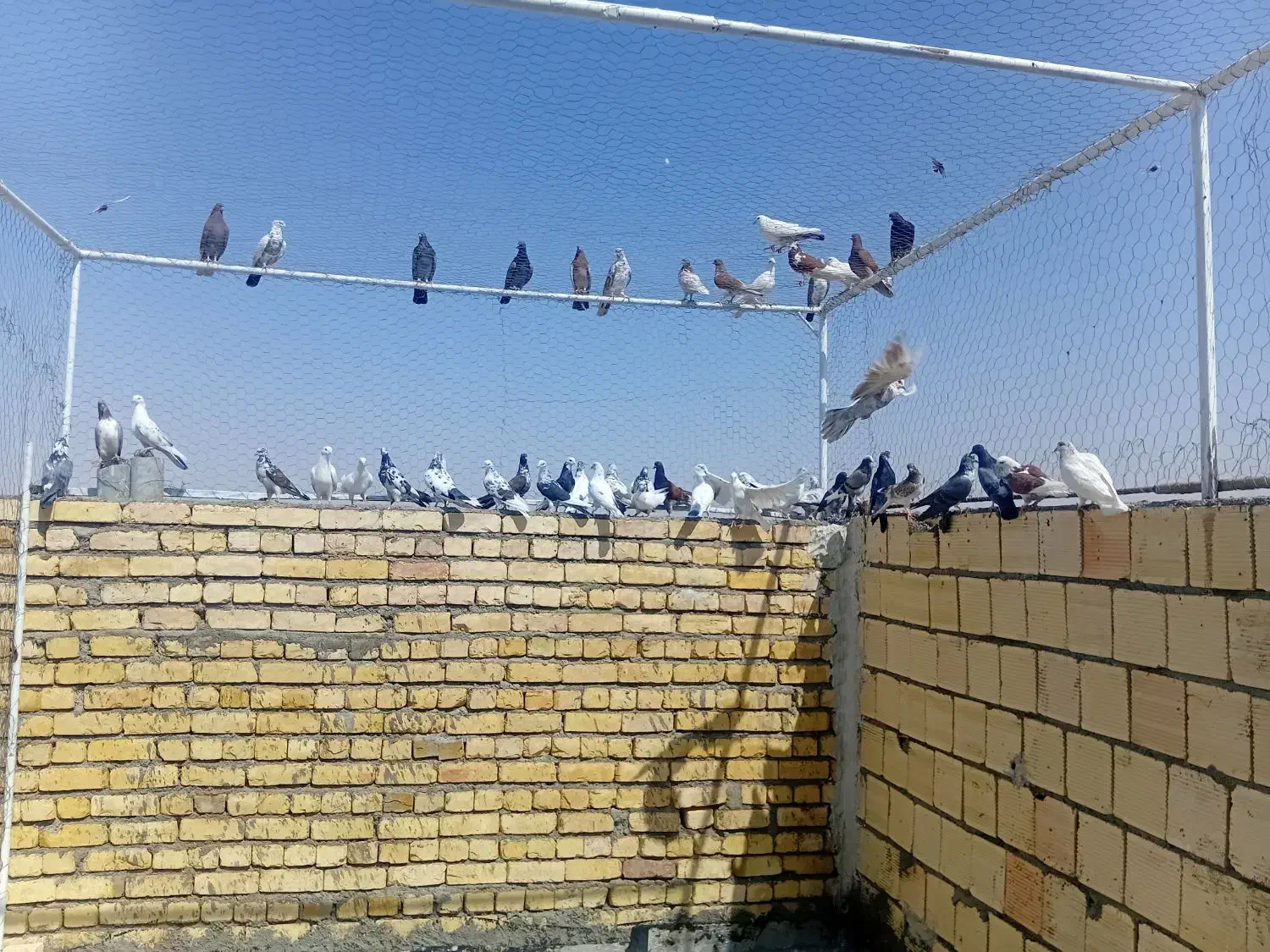 کبوتر|پرنده|آران و بیدگل, |دیوار