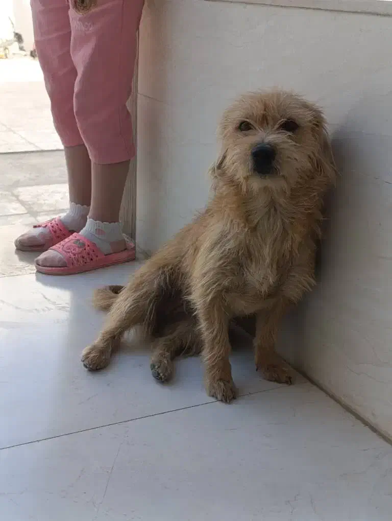 شیتزو ماده|سگ|بندرعباس, |دیوار