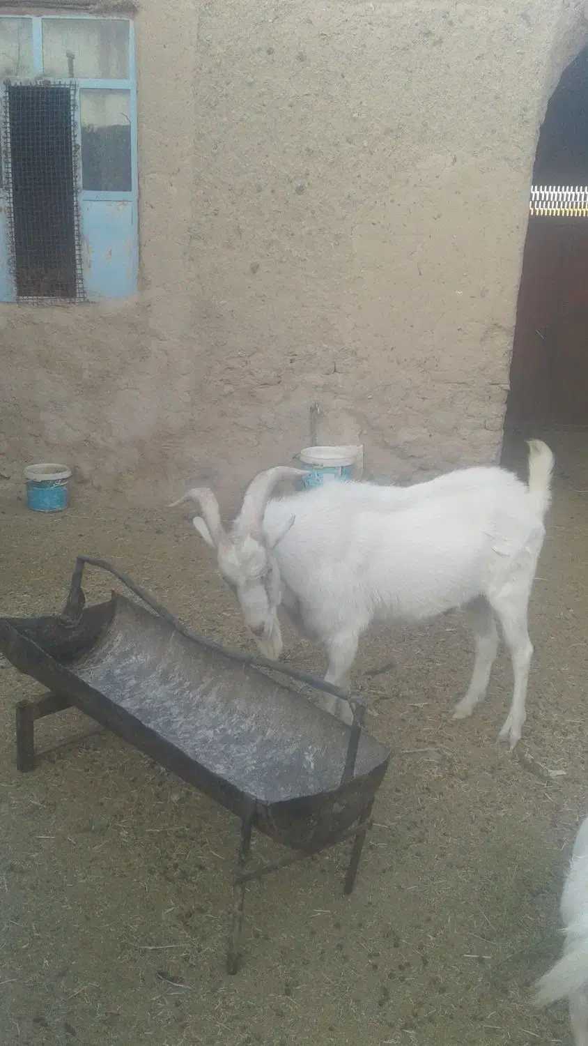 فروش چبش سانن|حیوانات مزرعه|قهستان, |دیوار