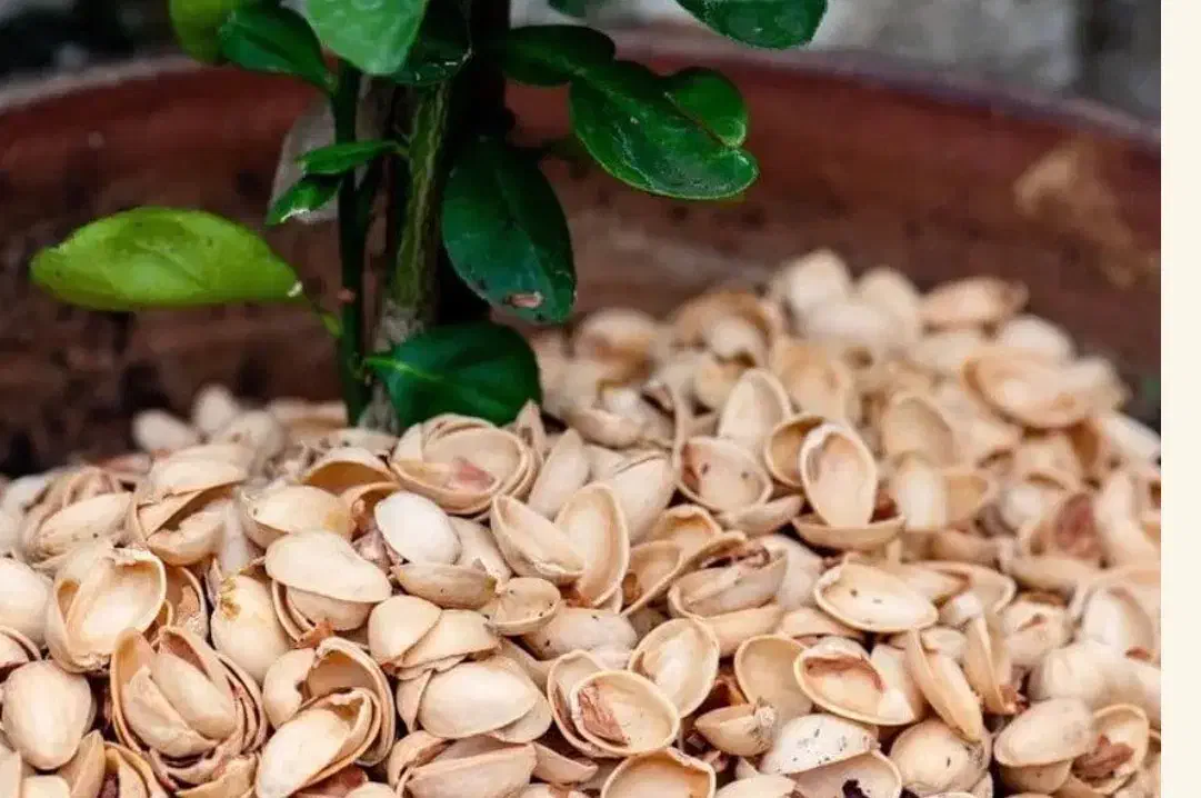 پوست پسته و بادام|عمده‌فروشی|قزوین, |دیوار