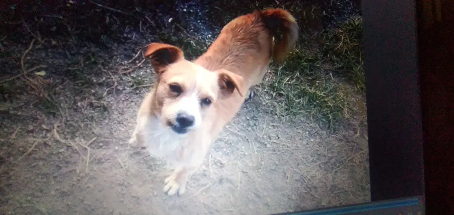 سگ گم شده|سگ|سلماس, |دیوار