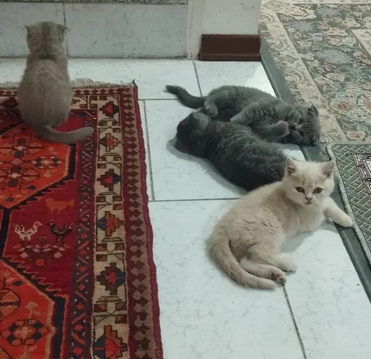 اسکاتیش فولد و استریت دو سر شجره فول|گربه|بیرجند, |دیوار