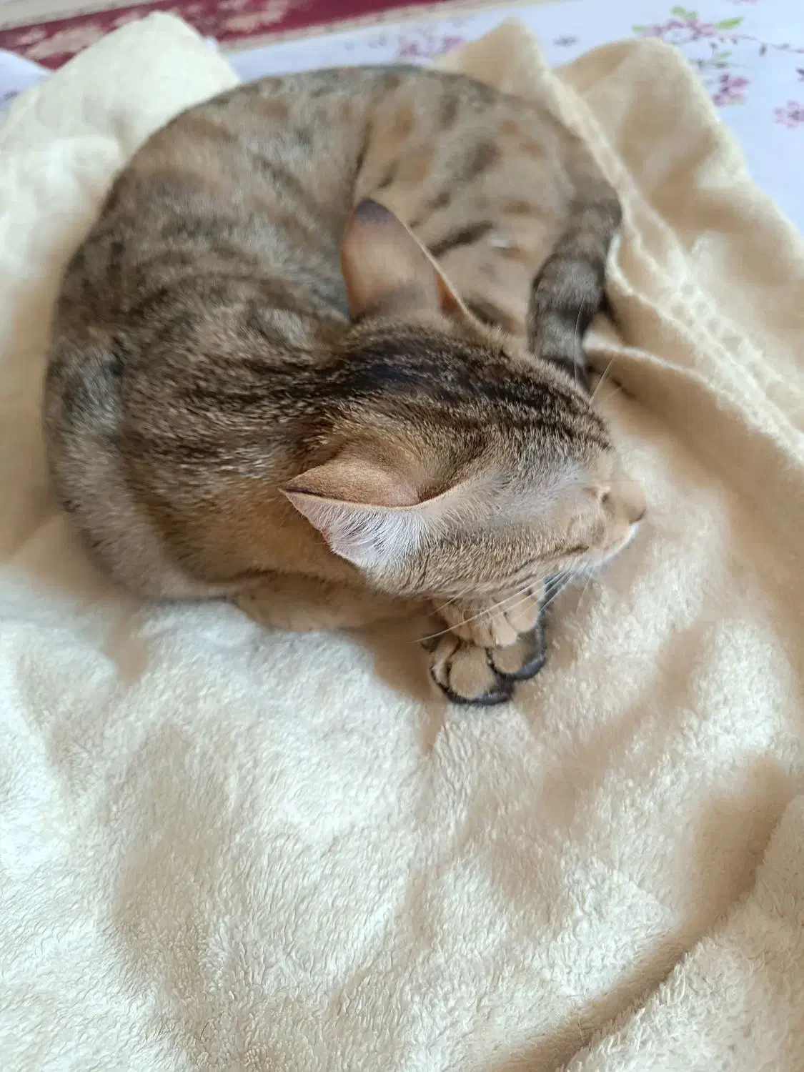 گربه گمشده  مژدگانی عالی|حیوانات|ایلام, |دیوار