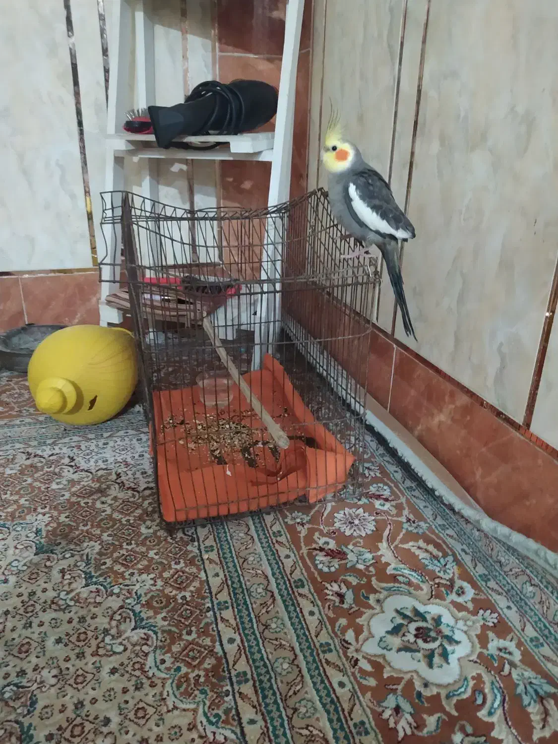 عروس هلندی|پرنده|کارون, |دیوار