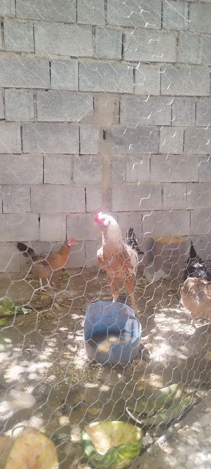 فروش مرغ محلی تخمگذار|حیوانات مزرعه|برازجان, |دیوار